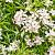 Choisya ternata White Dazzler Pot 7,5 Liter 