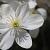 Clematis armandii Pot 2 Liter