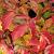 Cornus sang. 'Anny's Winter Orange' Pot 15 liter 100 - 125 cm