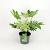 Fatsia japonica 'Spider's Web' Pot 7,5 Liter 