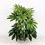 Fatsia japonica 'Spider's Web' Pot 7,5 Liter 