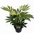 Fatsia japonica 'Spider's Web' Pot 7,5 Liter 