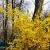 Forsythia int. 'Lynwood' Pot 10 liter 80 - 100 cm
