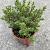 Hebe 'Baby Marie' Pot 2 Liter