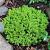 Hebe 'Emerald Gem' Pot 2 Liter