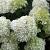 Hydrangea pan. 'Grandiflora' Pot 2 Liter