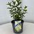 Hydrangea pan. Bobo Pot 2 Liter