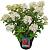 Hydrangea pan. Petite Star Pot 3 Liter 