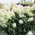 Hydrangea pan. 'Silver Dollar' Pot 2 Liter