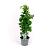 Hydrangea petiolaris Pot 7,5 Liter 80 - 100 cm