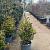 Ilex altacl. 'Golden King' Pot 35 Liter 125 - 150 cm