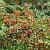 Pyracantha cocc. 'Red Column' Pot 2 Liter