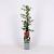 Pyracantha cocc. 'Red Column' Pot 2 Liter