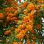 Pyracantha 'Orange Glow' Pot 2 Liter
