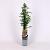 Pyracantha 'Orange Glow' Pot 2 Liter