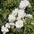 Rosa (K) 'Climbing Schneewittchen' Pot 5 Liter 150 - 175 cm