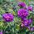 Rosa (P) Rhapsody in Blue Pot 4 Liter 