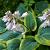 Hosta sieboldiana Pot 9 cm