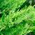 Cupressocyparis leylandii Pot 10 liter 100 - 125 cm