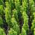 Taxus b. 'Fastigiata' Pot 18 liter 100 - 125 cm