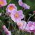 Anemone hyb. 'Rosenschale' Pot 9 cm