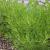 Artemisia abrotanum Pot 9 cm