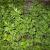 Artemisia vulgaris Pot 9 cm