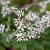 Aster divaricatus 'Eastern Star' Pot 9 cm