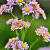 Aster oblong. 'October Skies' Pot 9 cm
