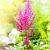 Astilbe c. 'Vision in Pink' Pot 9 cm