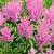 Astilbe (A) 'Gloria Purpurea' Pot 9 cm