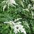 Astilbe (T) 'Prof. van der Wielen' Pot 9 cm