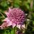 Astrantia maj. 'Lars' Pot 9 cm