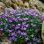 Aubrieta 'Cascade Purple' Pot 9 cm