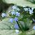 Brunnera macr. 'Emerald Mist' Pot 9 cm
