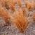 Carex comans 'Bronze Form' Pot 9 cm
