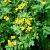 Chelidonium majus Pot 9 cm