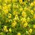Corydalis lutea Pot 9 cm