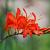 Crocosmia masoniorum Pot 9 cm