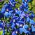 Delphinium (B) 'Bellamosum' Pot 9 cm