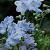 Delphinium (B) 'Cliveden Beauty' Pot 9 cm