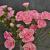 Dianthus (PL) 'Doris' Pot 9 cm