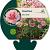 Dianthus (PL) 'Doris' Pot 9 cm