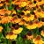 Helenium 'Wyndley' Pot 9 cm