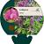 Lathyrus vernus Pot 9 cm