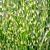 Miscanthus sin. 'Zebrinus' Pot 3 Liter 