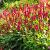 Persicaria a. 'JS Calor' Pot 9 cm