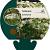 Selinum wallichianum Pot 9 cm