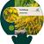 Solidago 'Golden Mosa' Pot 9 cm