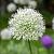 Allium stipitatum 'Mount Everest' Pot 9 cm